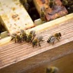 095177f3-40a2-4a57-9e60-0d93989f2bae