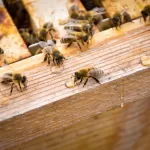 5ce96f9b-c2cf-4e9a-8bbf-cbc8d2ecd308