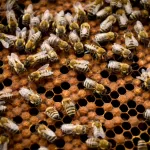 7bf7a618-58b1-4955-b331-d69d21c3e32d